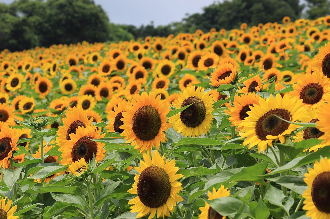 あわじ花さじきに咲くひまわり畑