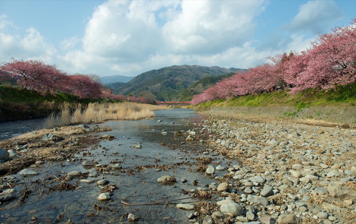 河津川沿いの河津桜