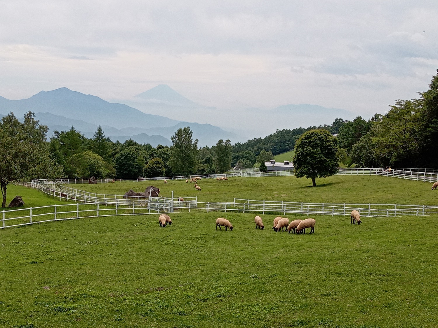 まきば公園と富士山