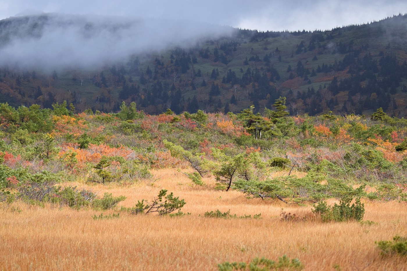 草紅葉に染まった八甲田の湿原と雲のかかる山肌