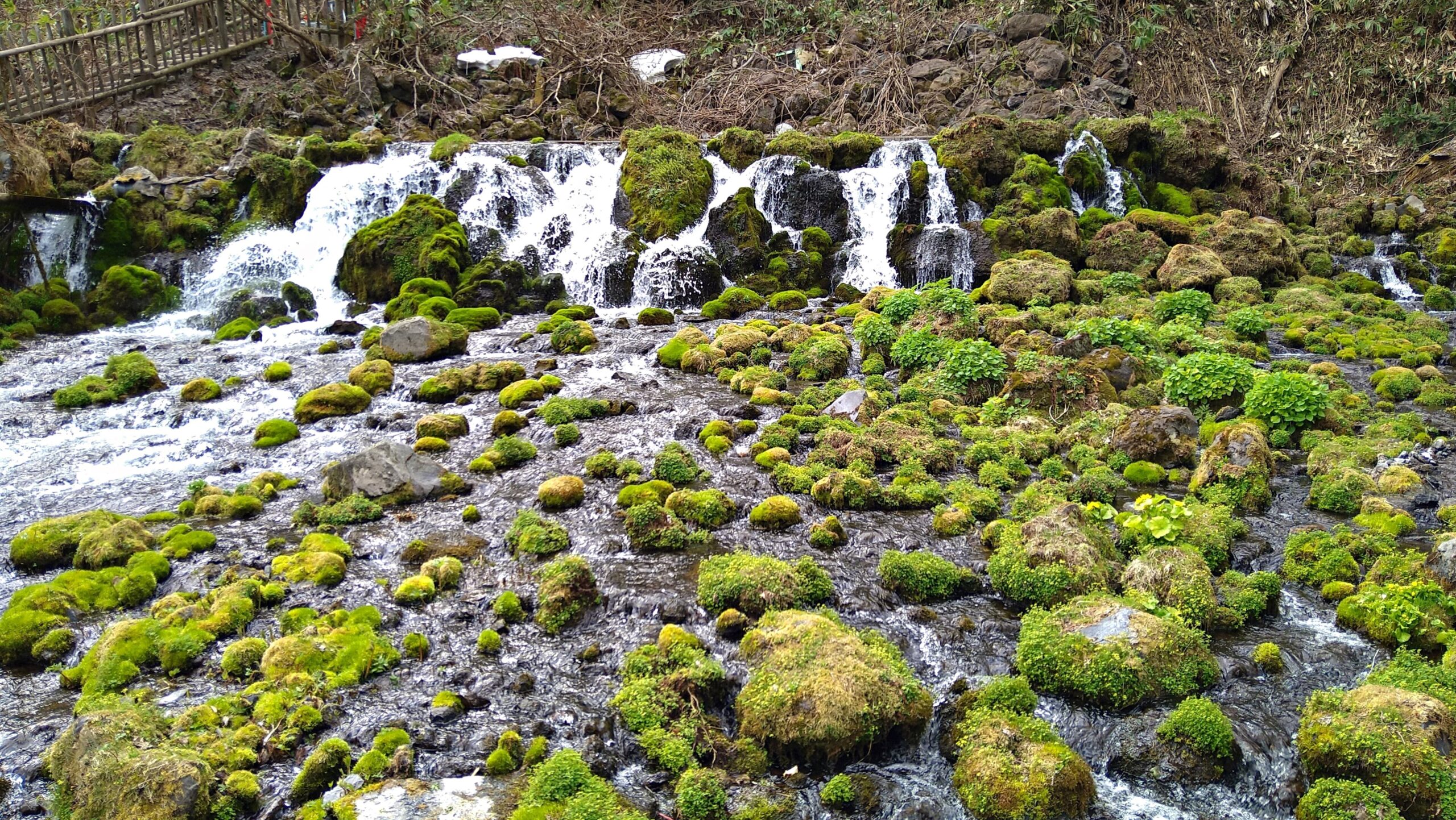 京極ふきだし公園の苔むした岩から湧き出す湧水