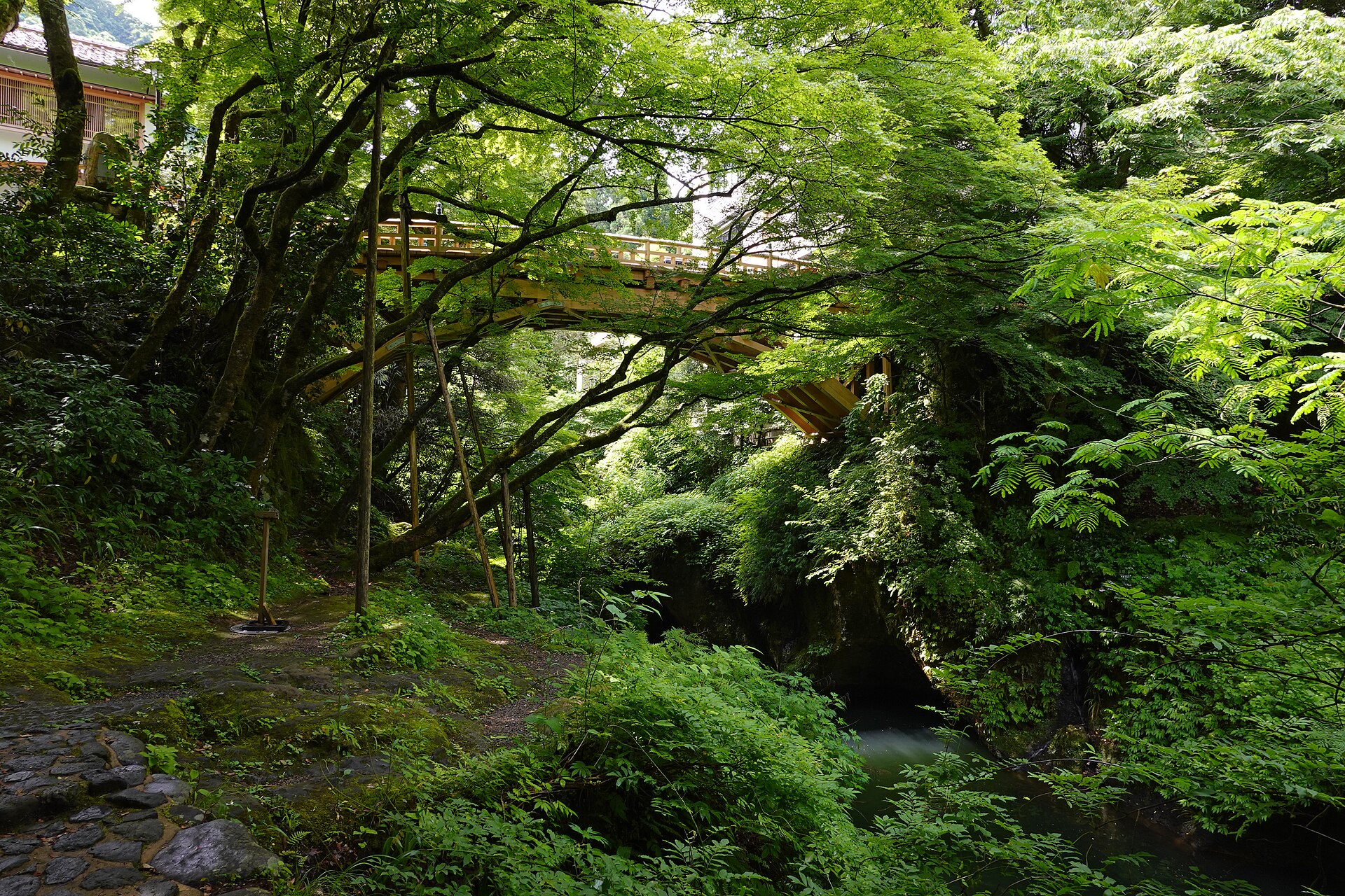 新緑に包まれた山中温泉 鶴仙渓のこおろぎ橋